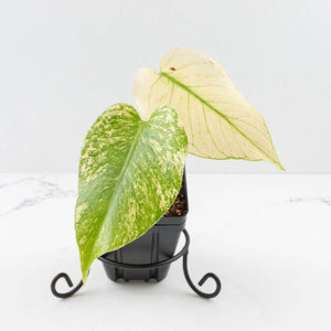 Monstera Deliciosa 'White Monster' by Kunzo (U41)