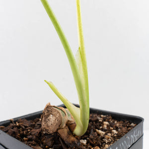Monstera Deliciosa 'White Monster' by Kunzo (U41)