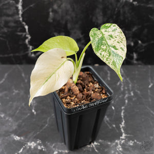 Monstera Deliciosa 'White Monster' by Kunzo (wk42-U121)