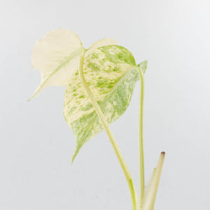 Monstera Deliciosa 'White Monster' by Kunzo (wk35-U121)