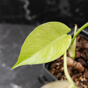 Monstera Deliciosa 'White Monster' by Kunzo (wk42-U121)