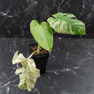 Monstera Deliciosa 'White Monster' by Kunzo (wk40-U161)