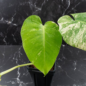 Monstera Deliciosa 'White Monster' by Kunzo (wk40-U161)