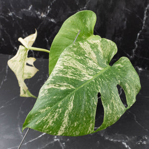 Monstera Deliciosa 'White Monster' by Kunzo (wk40-U161)