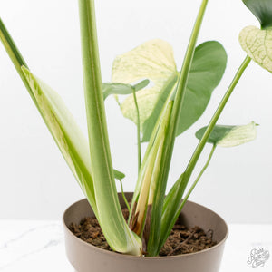 Monstera Deliciosa 'White Monster' (wk24-UK) *Half Moon*