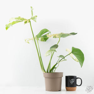 Monstera Deliciosa 'White Monster' (wk24-UK) *Half Moon*