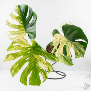 Monstera Deliciosa 'White Monster' (wk24-UK) *Half Moon*