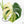 Monstera Deliciosa 'White Monster' (wk24-UK) *Half Moon*