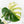 Monstera Deliciosa 'White Monster' (wk24-UK) *Half Moon*