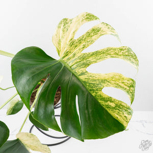 Monstera Deliciosa 'White Monster' (wk24-UK) *Half Moon*
