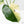 Monstera Deliciosa 'White Monster' (wk24-UK) *Half Moon*