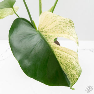 Monstera Deliciosa 'White Monster' (wk24-UK) *Half Moon*