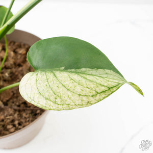 Monstera Deliciosa 'White Monster' (wk24-UK) *Half Moon*