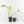 Monstera Deliciosa 'White Snow' (wk33-U14)