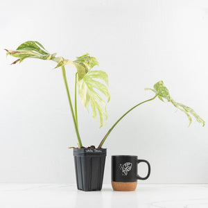 Monstera Deliciosa 'White Snow' (wk33-U14)