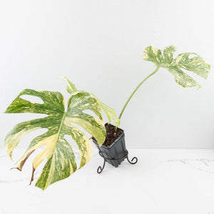 Monstera Deliciosa 'White Snow' (wk33-U14)