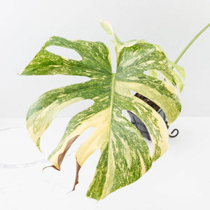 Monstera Deliciosa 'White Snow' (wk33-U14)