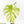 Monstera Deliciosa 'White Snow' (wk33-U14)