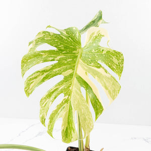 Monstera Deliciosa 'White Snow' (wk33-U14)