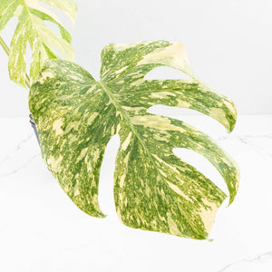 Monstera Deliciosa 'White Snow' (wk33-U14)
