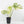 Monstera Deliciosa 'White Snow' (wk33-U14)