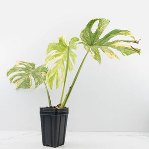 Monstera Deliciosa 'White Snow' (wk33-U14)