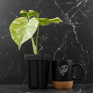 Monstera Deliciosa 'White Snow' (wk43-L226)