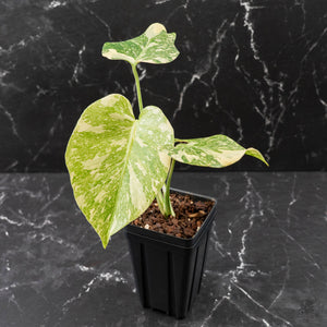 Monstera Deliciosa 'White Snow' (wk43-L226)