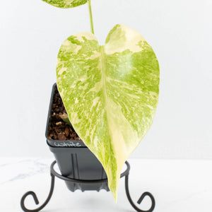 Monstera Deliciosa 'White Snow' (wk36-L226)
