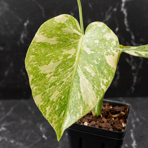 Monstera Deliciosa 'White Snow' (wk43-L226)