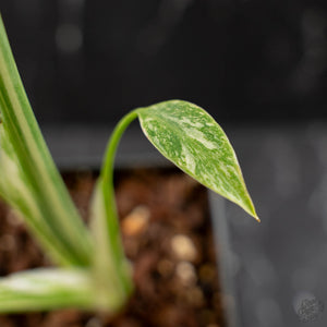Monstera Deliciosa 'White Snow' (wk43-L226)