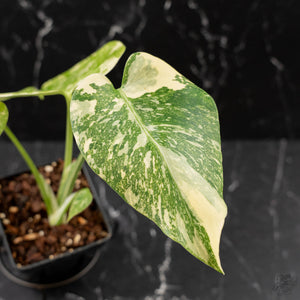 Monstera Deliciosa 'White Snow' (wk43-L226)