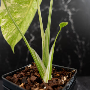 Monstera Deliciosa 'White Snow' (wk43-L226)