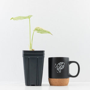 Monstera Deliciosa 'White Snow' (wk35-U113)