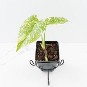 Monstera Deliciosa 'White Snow' (wk35-U113)