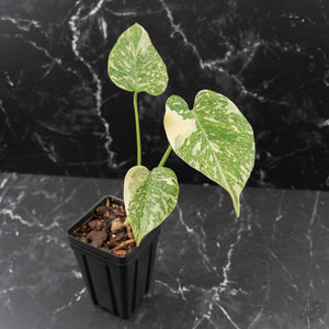 Monstera Deliciosa 'White Snow' (wk42-U113)