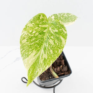 Monstera Deliciosa 'White Snow' (wk35-U113)
