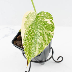 Monstera Deliciosa 'White Snow' (wk35-U113)