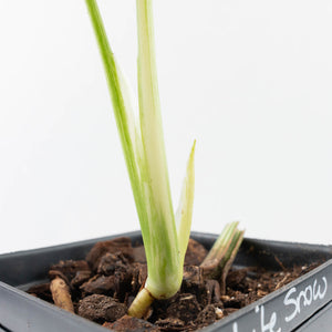 Monstera Deliciosa 'White Snow' (wk35-U113)