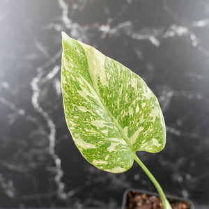 Monstera Deliciosa 'White Snow' (wk42-U113)