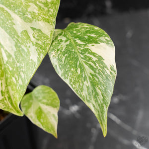 Monstera Deliciosa 'White Snow' (wk42-U114)