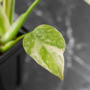 Monstera Deliciosa 'White Snow' (wk42-U114)