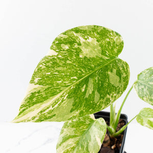 Monstera Deliciosa 'White Snow' (wk35-U114)