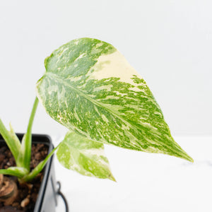 Monstera Deliciosa 'White Snow' (wk35-U114)
