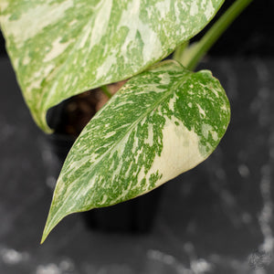 Monstera Deliciosa 'White Snow' (wk42-U114)