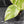 Monstera Deliciosa 'White Snow' (wk42-U114)