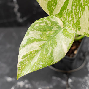 Monstera Deliciosa 'White Snow' (wk42-U114)