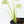 Monstera Deliciosa 'White Snow' (wk35-U114)