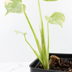 Monstera Deliciosa 'White Snow' (wk35-U114)