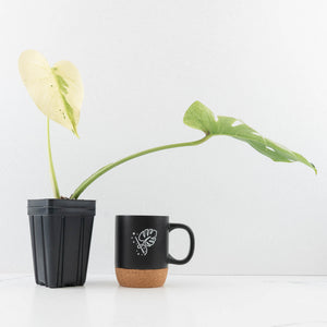 Monstera Deliciosa 'White Tear' (wk32-UG)